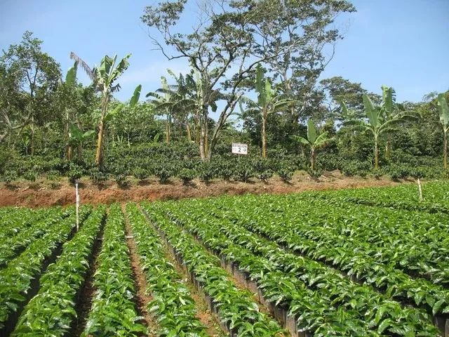 世界咖啡四大产区,咖啡产区图