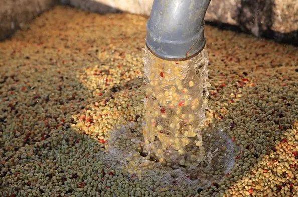 哥斯达黎加黑蜜咖啡,咖啡产区有什么区别