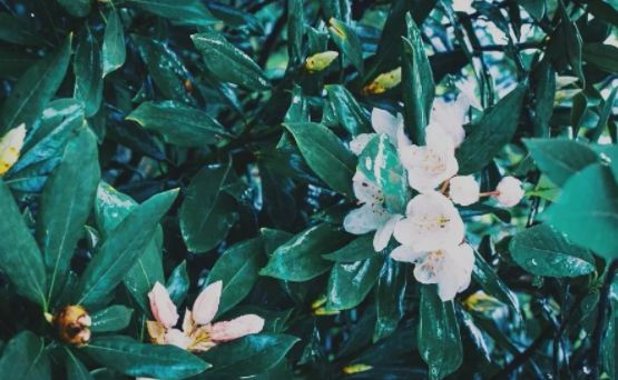 三清山游客评论,三清山评价