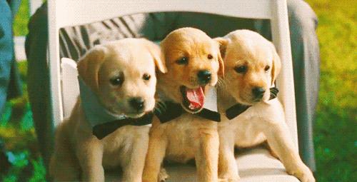 狗狗震惊且害怕,震惊狗狗的行为