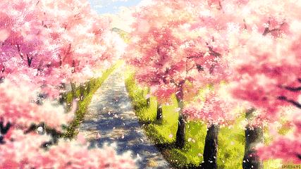 上海顾村公园赏樱花图片,全季顾村公园