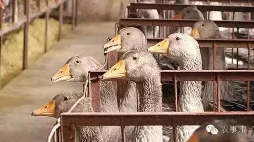 霍邱孟集镇养鹅场卖鹅肝,养鹅做鹅肝的过程