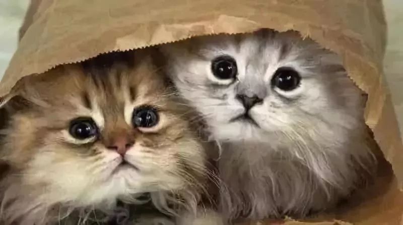 两个女孩合租一个房间得病,两个女生合租一个房子得病