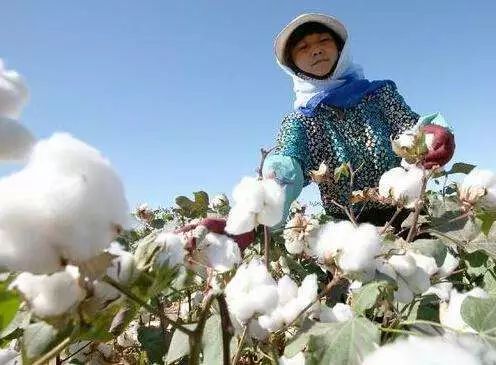 对国内棉花未来走势的看法,中国棉花现状