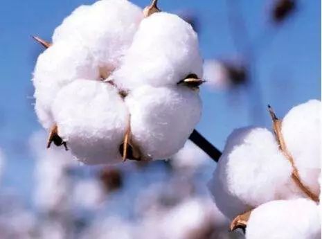 对国内棉花未来走势的看法,中国棉花现状