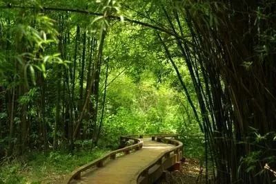 I.M.盖尔范德和他的讨论班