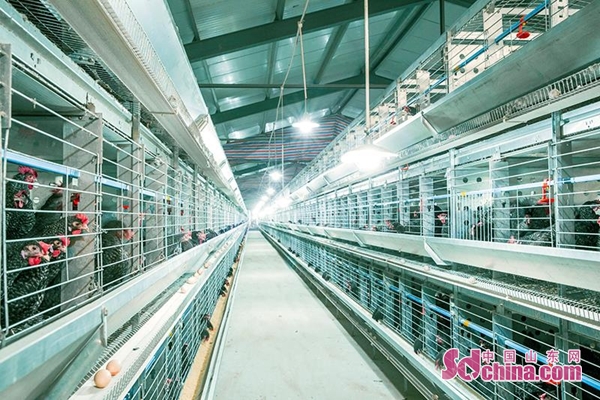 济宁汶上特色,济宁汶上经济发达乡镇