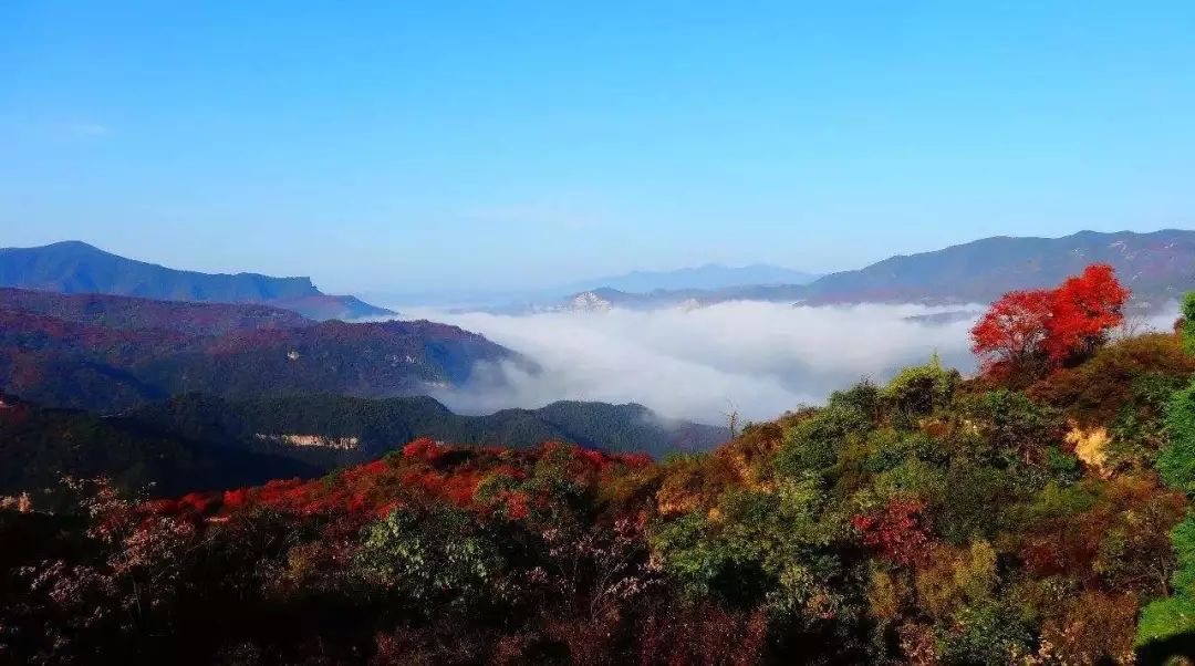 河南秋季最美红叶,河南十大红叶观赏地