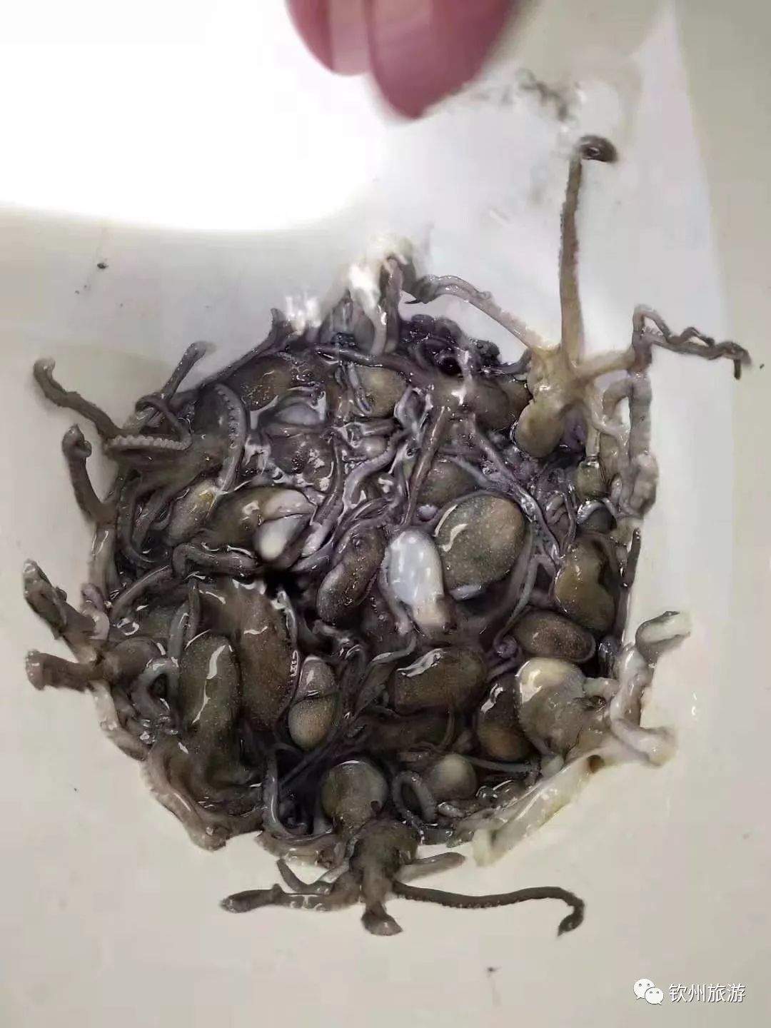 我们一起赶海,赶海攻略北戴河9月份赶海时间表