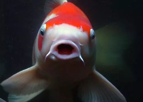 官宣丨就决定是你了！2018年LOFTER锦鲤！