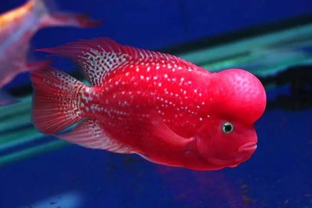 养殖罗非要多久,养殖罗非要几个月