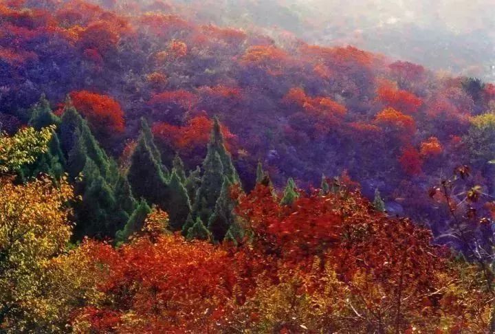 河南看红叶最好的地方,河南红叶最佳观赏时间表