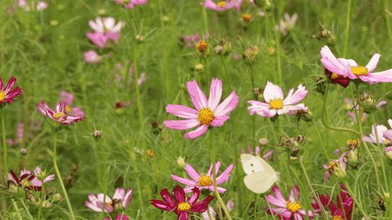带你看美丽的厦门海边美景,厦门海洋最美丽的风景