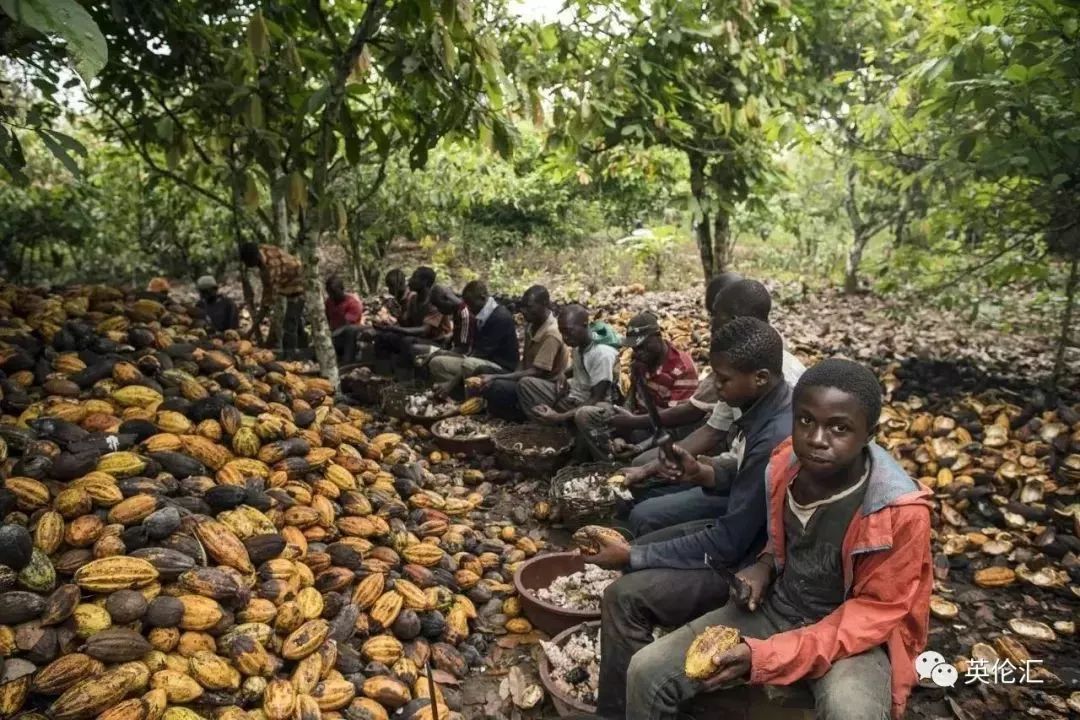 全球可可,全球可可供应紧张