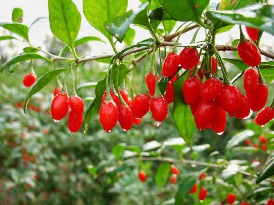 滋补酒宁夏红怎么样,宁夏红是保健酒吗