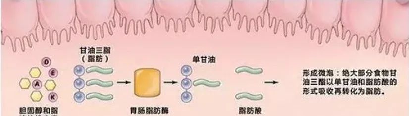 减肥真人秀画风跑偏变吃播？“太子妃”坚守底线不忘初心