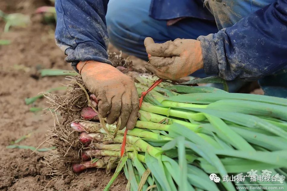 武山县的蒜苗今年价格,武山郭家庄大丰收挖蒜苗