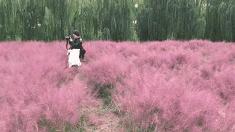 合肥植物园2024什么时候免费开放,合肥植物园今天进园是否要预约