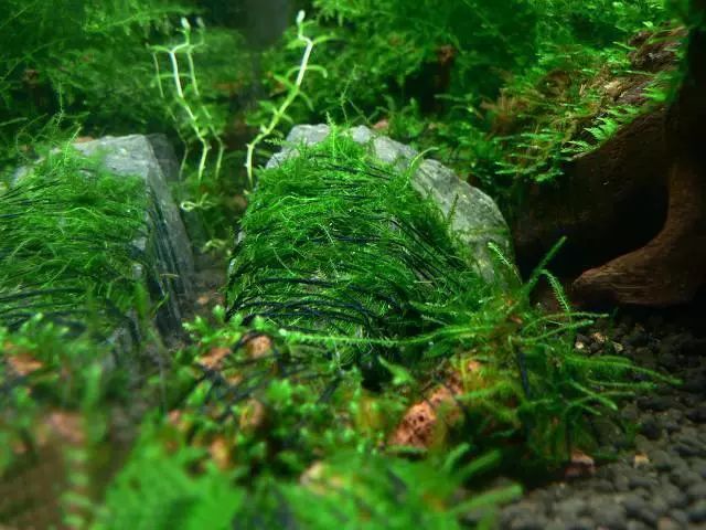 莫丝水草图片,粉色莫丝水草