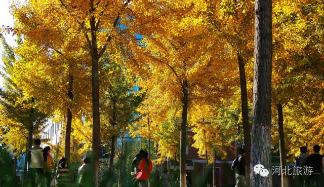北方最大的银杏林在哪里,中国最大面积的银杏树林在哪里