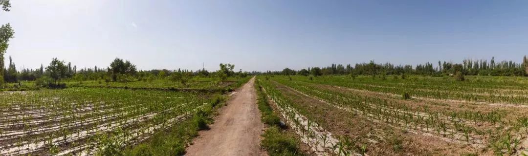 扶贫鸽,扶贫鸽子托起群众致富梦