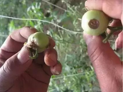 番茄苗定植后需要预防哪些病害,保护地栽培番茄容易出现哪些病害