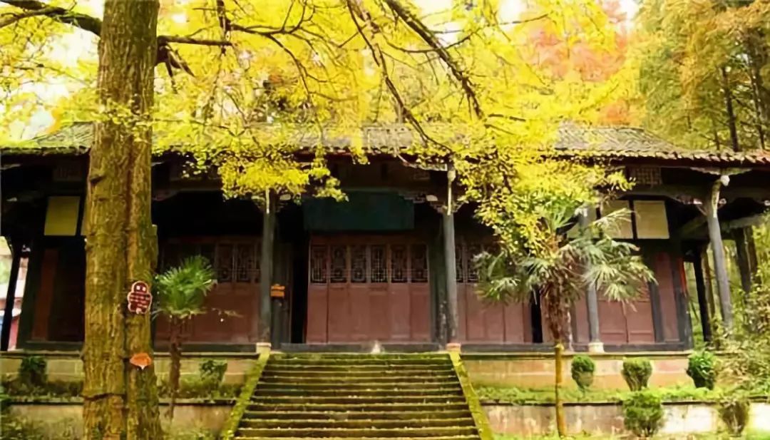 春雨枝头密似鳞，秋风树下落成金——秋日银杏（上）