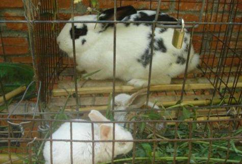 养一个獭兔有多大利润,残疾人养黑山羊致富