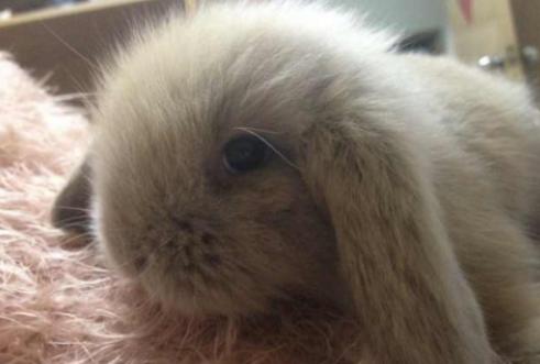 养一个獭兔有多大利润,残疾人养黑山羊致富