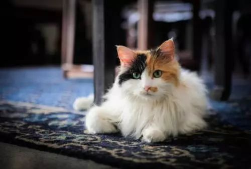 为什么现在年轻人喜欢养猫,为什么现在的年轻人都喜欢养猫咪