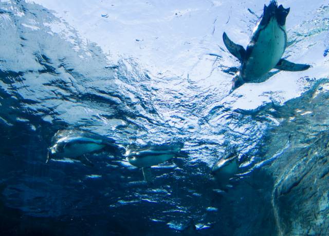 日本成为真正的购物天堂,日本购物或成购物天堂