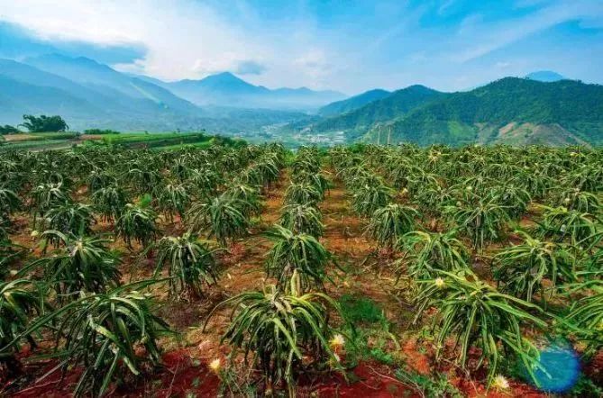 干热河谷种的热带水果,攀枝花干热河谷的热带水果王国