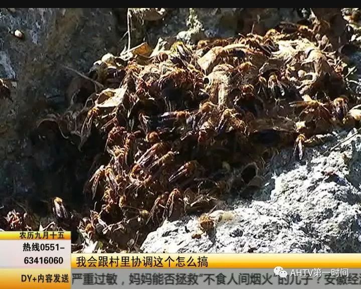 老人被马蜂蜇死人的事件,男子掏马蜂窝被蜇身亡