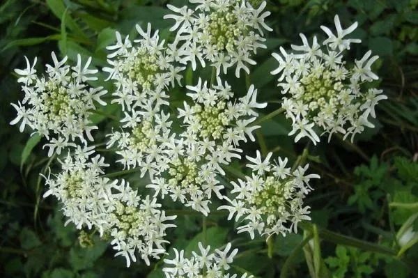 十大美白牙齿牙膏,美白去渍牙膏澳洲