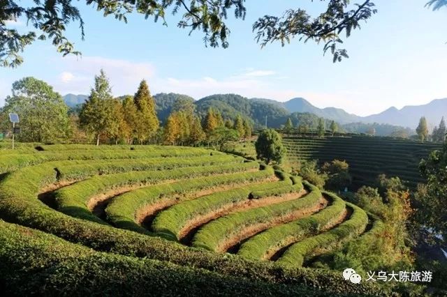 义乌周边这个季节最值得去的地方,义乌必去的打卡地