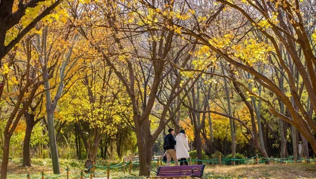 济南秋天看银杏的地方,济南银杏最好看的地方