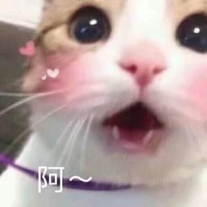 我的王者故事：男朋友？不存在的，我只要王者荣耀！