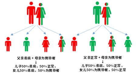 什么血液病不能吃蚕豆,血液病吃蚕豆