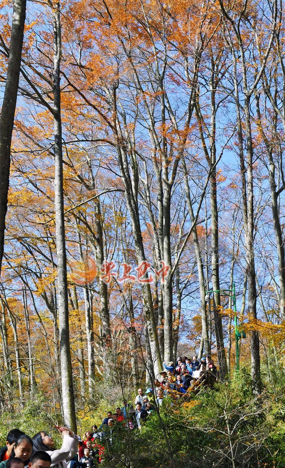 错过了红叶最佳观赏时间,光雾山红叶最佳观赏地方是哪里