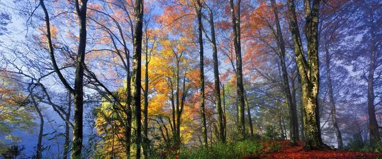 错过了红叶最佳观赏时间,光雾山红叶最佳观赏地方是哪里