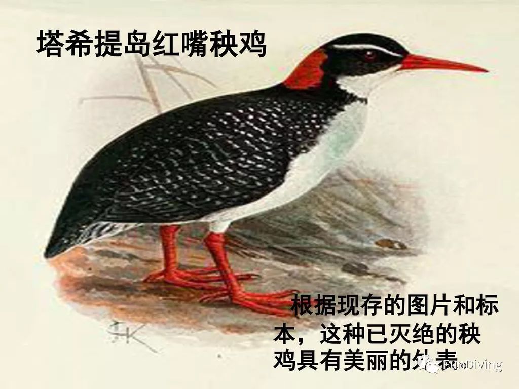 塔希提岛度假,最接近天堂的地方在哪