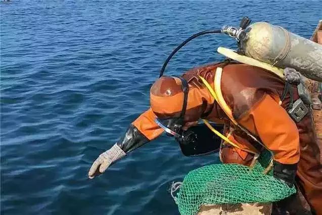 神奇的海参!女人不老、男人不虚,延年益寿,现在知道还不晚……