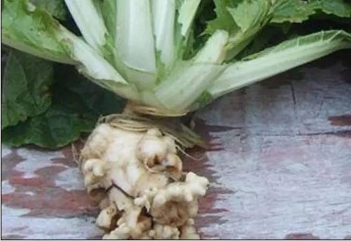 蔬菜根腐是什么原因,根肿的蔬菜还能吃吗