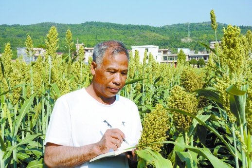 永州正能量丨农民育种家鲁茂祥:半生忙碌只为糯粱香