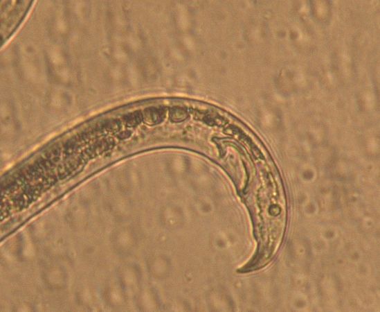 松材线虫病如何防治和处理,松材线虫病防治方法