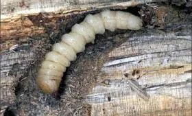 松材线虫病的防治措施有哪些,松材线虫病防控知识大全