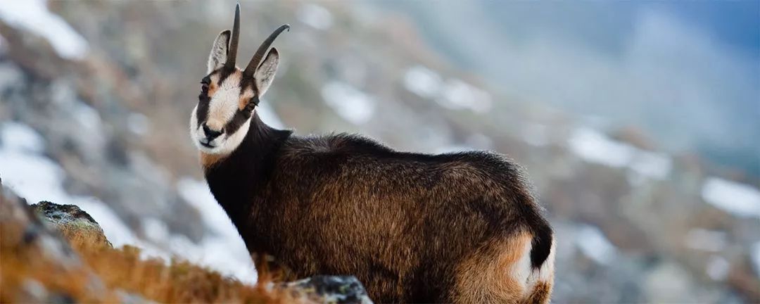 人造麂皮和麂皮的区别,麂皮和全皮有什么区别