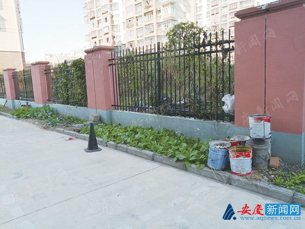 小区绿地变菜园的解决好办法,小区绿地怎么变成水泥地