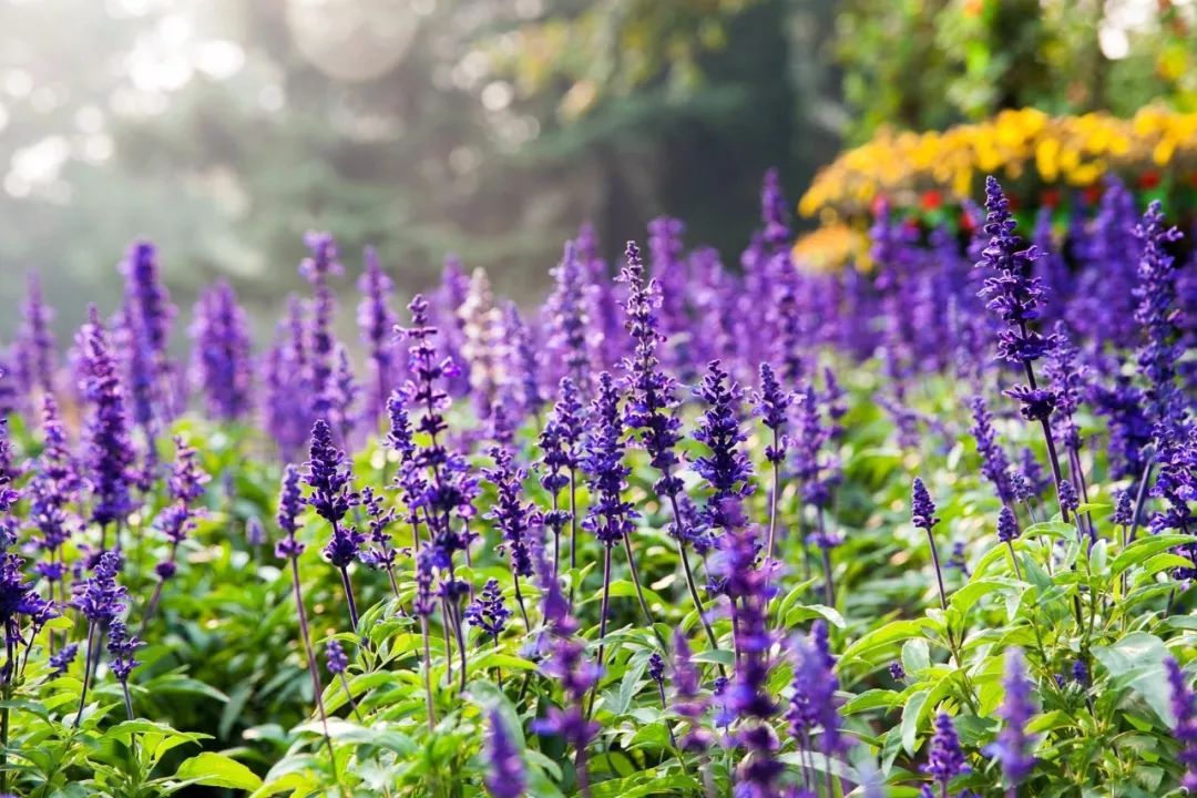 失眠=自杀！药王孙思邈千金助眠方，5分钟入眠一觉到天亮