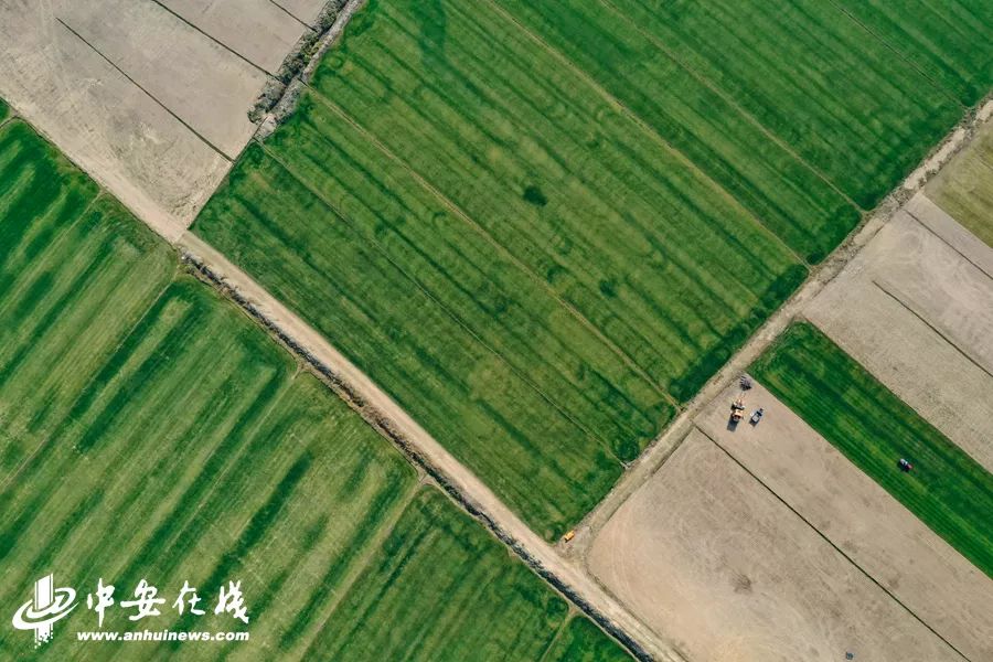 颍上庄台变身记：“穷洼地”逆袭成为“绿富美”